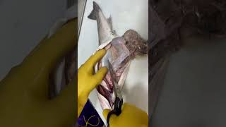 #viral  pescados comiendo pescado 😱😱