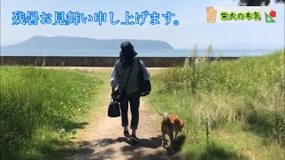 【柴犬】残暑お見舞い申し上げます。概要欄も見て欲しい柴犬の本気より。【茶虎猫】