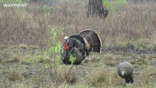 How to Hunt Turkeys on a Rainy Day | Turkey Hunter