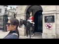 king s guard horses return with new rules – see new strict safety measures