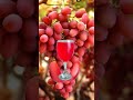 grapes juice 🍇 😋🍷/ Grapes juice benefit🧃#shorts #youtubeshorts #viral