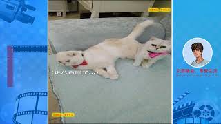 Funny cat！现在的猫咪都成精了，会说话，会逗笑！P7