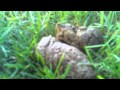CAUTION - GRAPHIC VIDEO of live tapeworm segment wriggling out of a fresh dog stool CAUTION - GRAPHIC VIDEO of live tapeworm segment wriggling out of a fresh dog stool