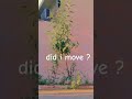 its not a picture 😅 #move #plant #picture #shorts #like #subscribe