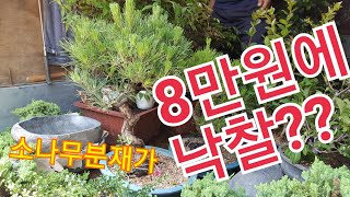 문경새재 민속품경매장/소나무분재경매/눈향나무 가격은?