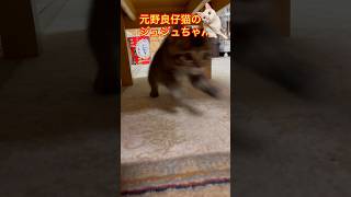 猫にゃんねる　元野良仔猫のジュジュだよ。うちに来てから21日目。いっぱい遊んでるよ！　#cat #ねこ #にゃん #猫 #猫のいる暮らし #毎日がネコ曜日 #ネコ #仔猫 #仔猫保護 #こねこ