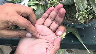 Dorstenia Foetida VS Crispa Plant / Dorstenia Foetida Plants Rooftop Garden