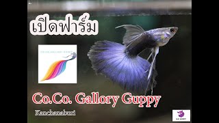 เปิดฟาร์ม Co. Co. Gallory Guppy