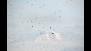 Vogelwelt Bodensee Rheindelta  Österreich November 2024 4K