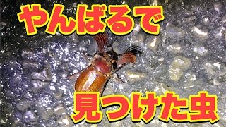 沖縄のやんばる（山原）で夜に見つけた虫！ケブカコフキコガネムシ