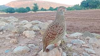 teetar ki awaz teetar ki masti Gray francolin voice #teeterkiawaz #birdsounds #grayfrancolin #birds