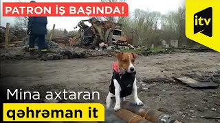 Patron iş başında! - Mina axtaran qəhrəman it - Mənbə: UNİAN