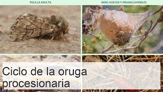 Ciclo de la oruga procesionaria - Época, fases, nido y metamorfosis