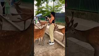 外国人観光客と一緒に楽しむ鹿。😂🦌🦌 #奈良の鹿 #japan #asiantravel #奈良公園 #japantravel