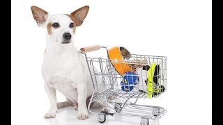 Top Pet Accessories Shop Online Here