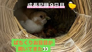 十姉妹のヒナの成長記録【9日目】