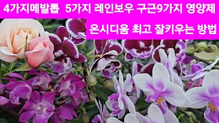 9가지구근 영양제 난 잘피는 방법