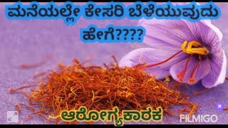 ಮನೆಯಲ್ಲೇ ಕೇಸರಿ ಬೆಳೆಯೋದು ಹೇಗೆ????