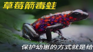 箭毒蛙：爱它就给它下点毒