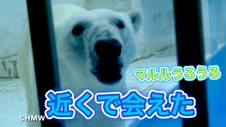 【ホッキョクグマ✨マルル⭐️】孔雀の声が響く雨の熊本市動植物園