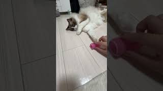 キャッチボールする猫