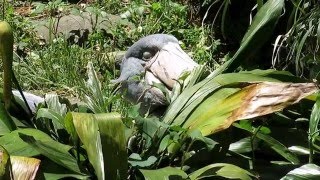 shoebill、羽干し中のハシビロコウ