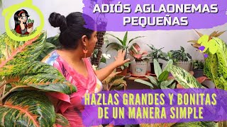 Adiós aglaonemas pequeñas con este truco que tiene todo el sentido