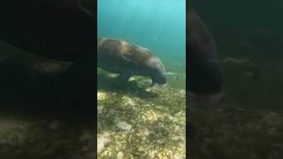 Diving With Manatees in South Florida