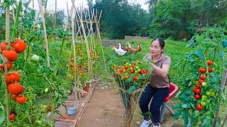 Building Your Dream Farm - Gardening, Planting Tomatoes, and More