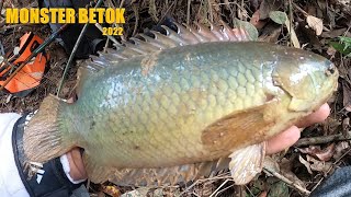 Abah Roby Betok's savings spot is scary!!! fishing for jumbo betok fish in the swamp Kalimantan # 47