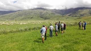 Large mob of ewes and lambs on the move