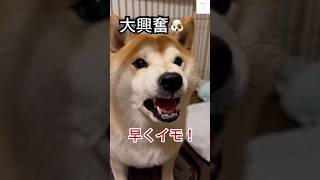 爆笑‼️大興奮の柴犬に母ちゃんの愚痴が止まらない😅　#柴犬　#犬　#かわいい #おもしろ　#犬のいる暮らし