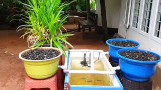 നമുക്കൊരു മിനി Aquaponics ഉണ്ടാക്കാം!