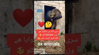 #ox#animals#shortsvideo#shortsfeed#shortvideo#shortfeed#shortsviral#youtubechannel#youtuber