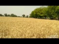 Jattan Diyan Fasllan Geeta Zaildar