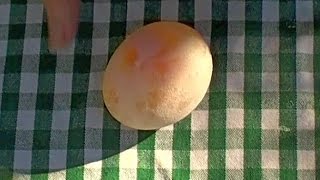 How to Kitchen science: Bouncy egg science experiment