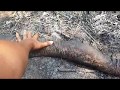 Download ប្រទះសត្វពស់ថ្លាន់ត្រូវភ្លើងព្រៃឆេះនិងគេធ្វើបាប In Mp4 3Gp Full HD Video