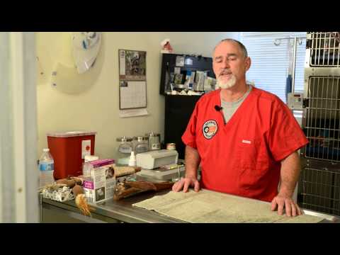 How to Stop Dogs From Chewing Wood : Pet Behavior How to Stop Dogs From Chewing Wood : Pet Behavior