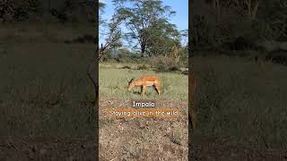 #antelope #impala #wildlife #adventure #travel #halfmaasai #safari #video