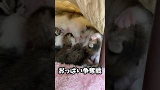 子猫による仁義なき戦い