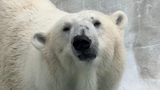 デアちゃんのようすです【‎2023‎年‎10‎月‎11日】【上野動物園】ホッキョクグマ