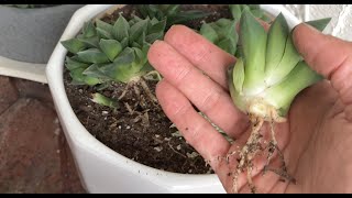 How to separate and propagate haworthia and haworthiopsis using offsets