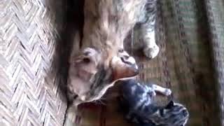 【グロ注意】子猫を食べる親猫