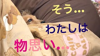 ミニチュアダックスフンド　物思いモモさん(≧∀≦) MiniatureDachshund  Dachshund