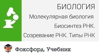 Биология. Биосинтез РНК. Созревание РНК. Типы РНК. Центр онлайн-обучения «Фоксфорд»