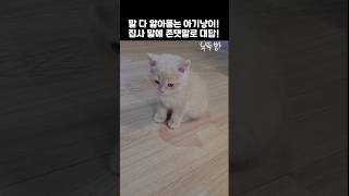 말 다 알아듣는 아기냥이! 집사 말에 존댓말로 대답!