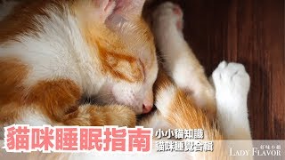 貓怎麼睡這麼久？我承認只是想拍小貓睡覺【好味貓知識】EP7