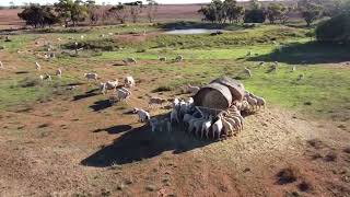 Double Hay Rack - Brazzen Rural Products Australia