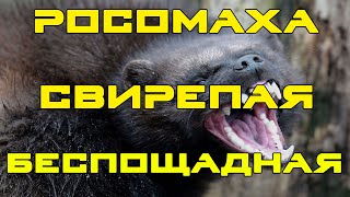 Росомаха - свирепый | ненасытный хищник