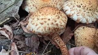 Чешуйчатка обыкновенная (Pholiota squarrosa)